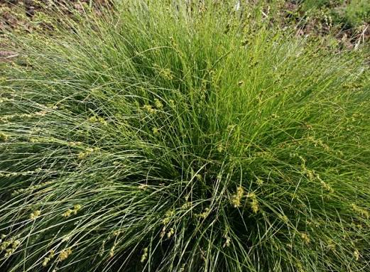 Foothill Sedge Carex tumulicola - 1 Live Plant in 4-Inch Pot