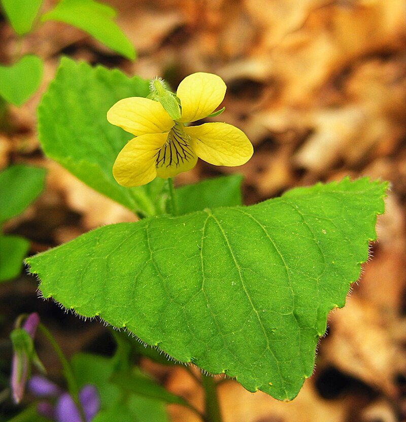 Yellow Violet Viola rotundifolia Bare-Root Plants - 5 Early Spring Native Shade Perennials