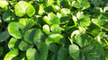 Wild Ginger (Asarum canadense) Bare-Root Plants - 5 Packs for Shade & Woodland Groundcover