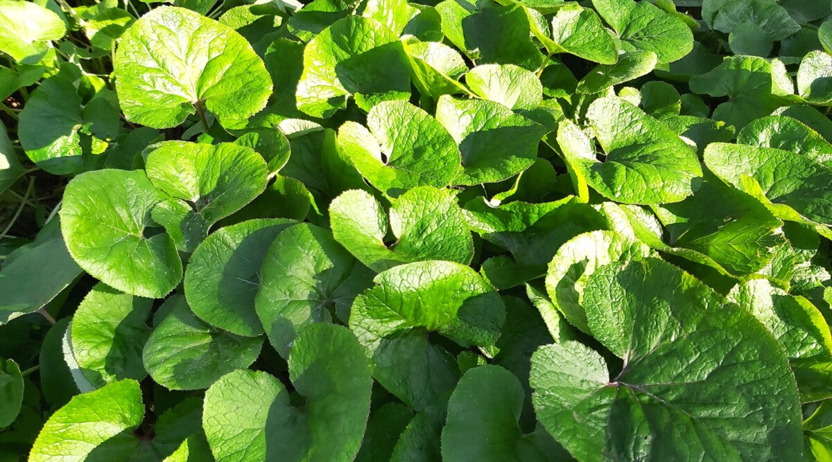 Wild Ginger (Asarum canadense) Bare-Root Plants - 5 Packs for Shade & Woodland Groundcover