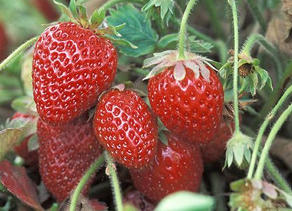 Ft. Laramie Everbearing Strawberry Plants (10 Bare Root) – Cold Hardy, Disease Resistant