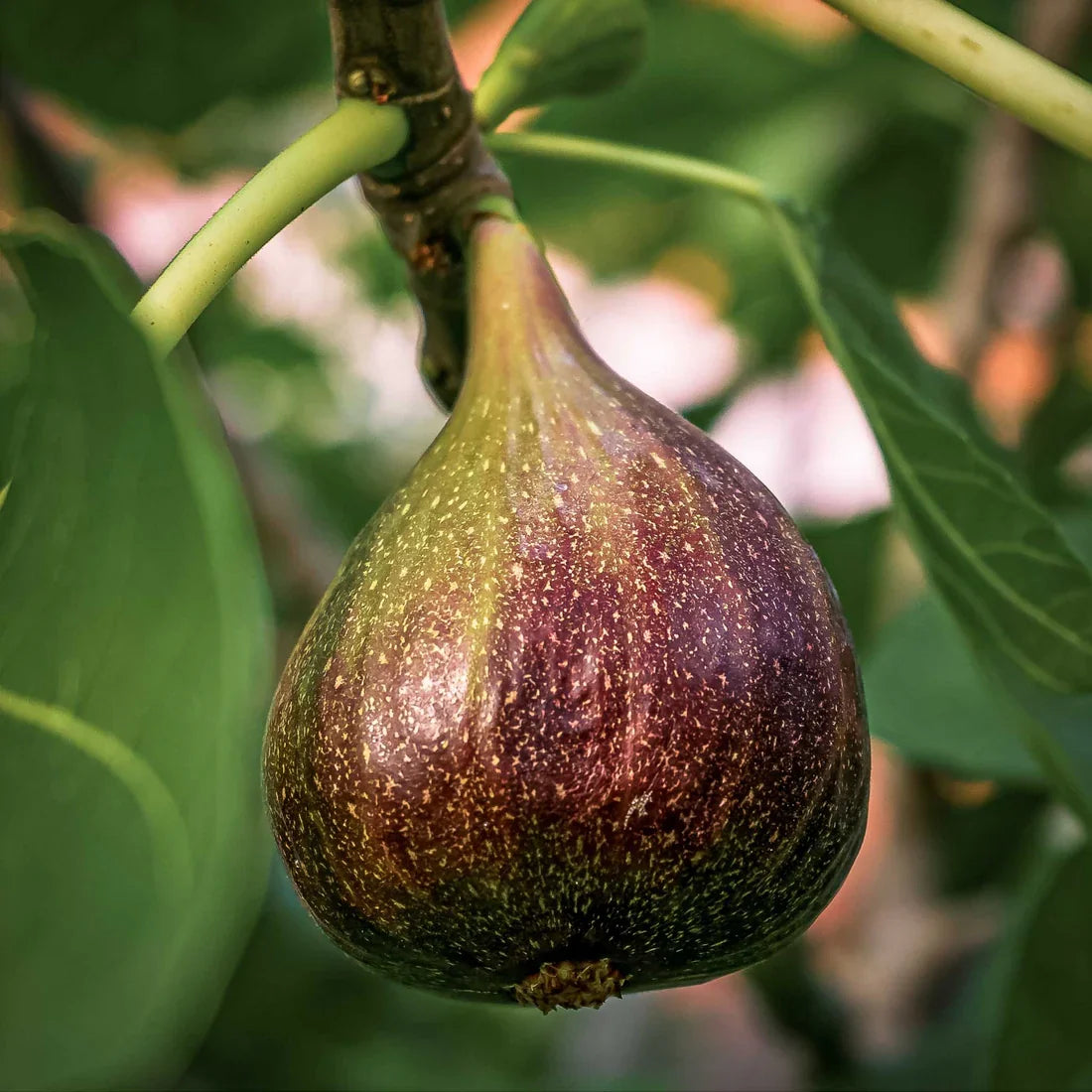 Brown Turkey Fig Cuttings (Ficus carica) - 5 Unrooted 6-8" | Self-Fertile, Cold Hardy, Ground or Container