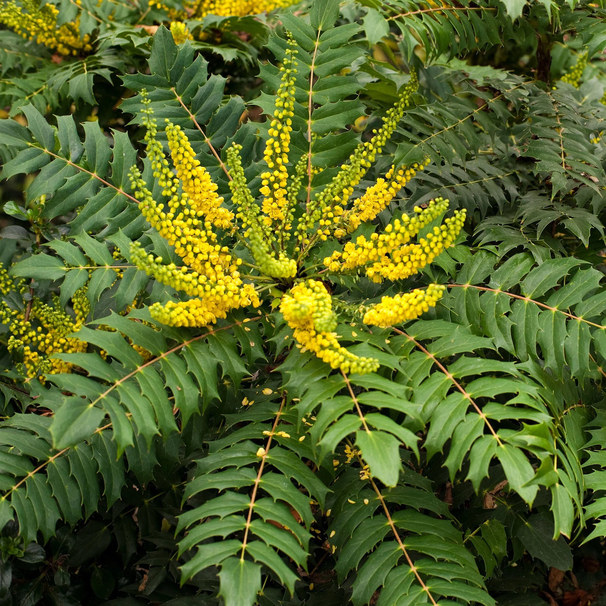 Funky Flow Mahonia Starter Plant | Bareroot Evergreen Shrub for Shade Gardens