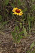 Gaillardia aristata Seeds – Meriwether Blanketflower (25 Non-GMO) Pollinator Garden Wildflower