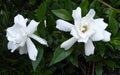 Gardenia, 3 Rooted Plants (4–5 in) – Fragrant White Blooms, Bare Root