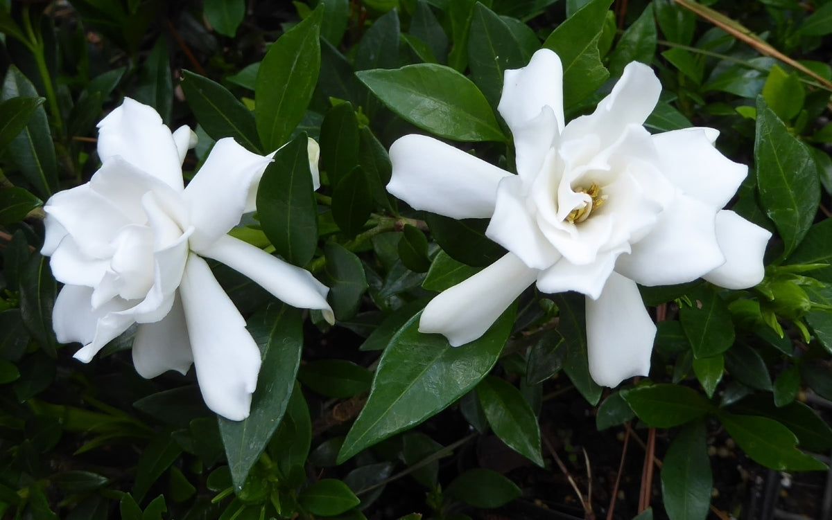Gardenia, 3 Rooted Plants (4–5 in) – Fragrant White Blooms, Bare Root