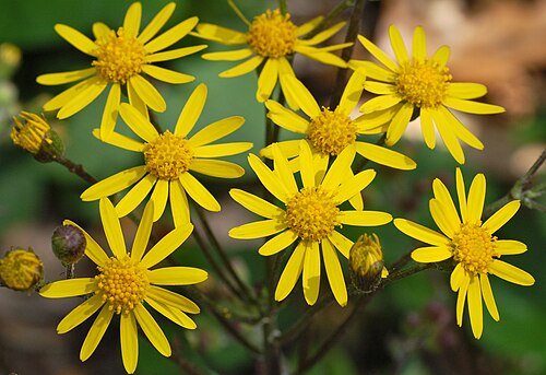 Packera aurea (Golden Ragwort) Seeds - 100 High-Quality Non-GMO Seeds for Native Pollinator Gardens