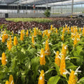 Yellow Shrimp Plant Pachystachys lutea (2 Live Bareroot Plugs) 5–7" Tall - Golden Candle