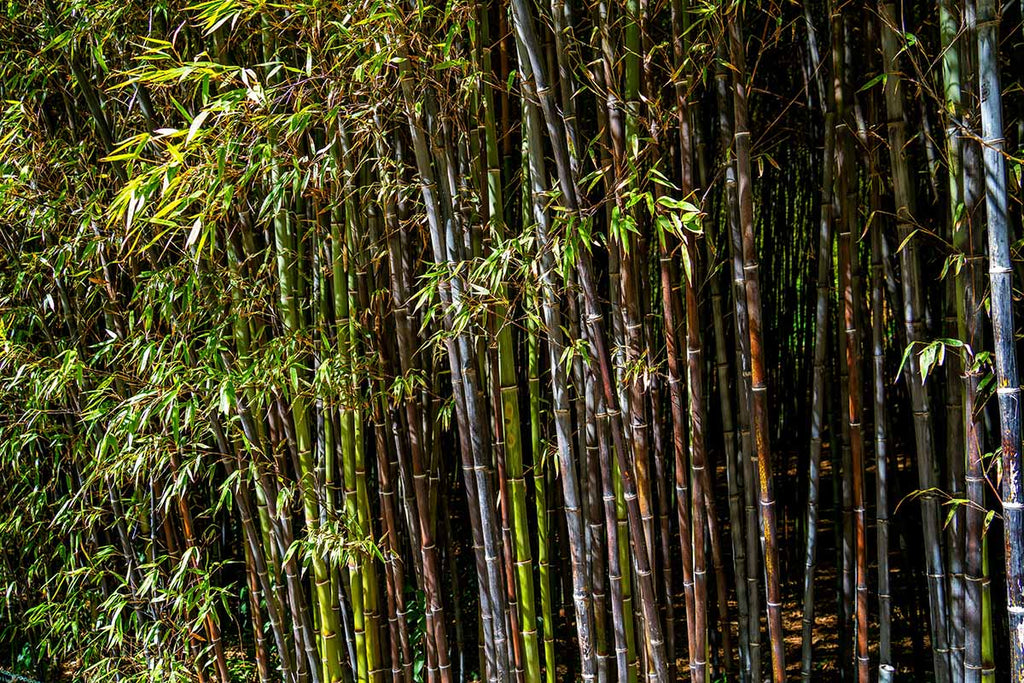 Black Bamboo Plant Phyllostachys nigra - Live Multi-Cane Starter, Cold Hardy, Non-Invasive