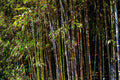Black Bamboo Plant Phyllostachys nigra - Live Multi-Cane Starter, Cold Hardy, Non-Invasive