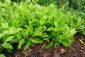 Rooted Longevity Spinach Plant (Gynura procumbens) – Bareroot Edible Medicinal Herb