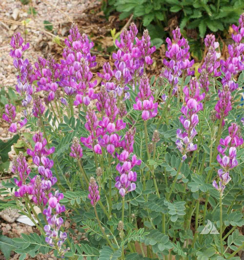 Hedysarum boreale (Utah Sweetvetch) Seeds - 25 Non-GMO Perennial Native Legume for Pollinator Gardens