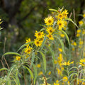 Helianthus maximiliani Seeds - Maximilian's Sunflower | Native Prairie Perennial (50 Seeds)