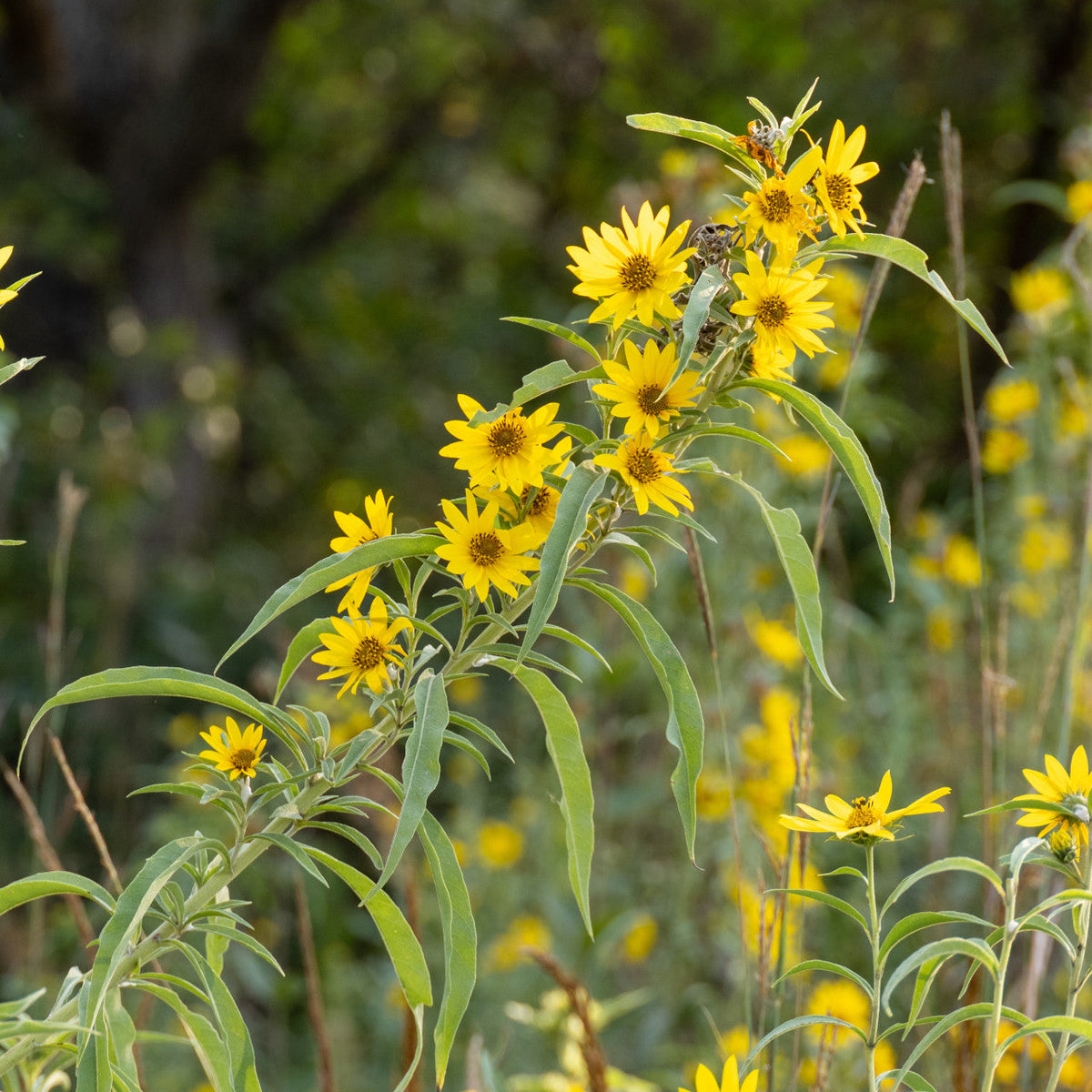 Helianthus maximiliani Seeds - Maximilian's Sunflower | Native Prairie Perennial (50 Seeds)