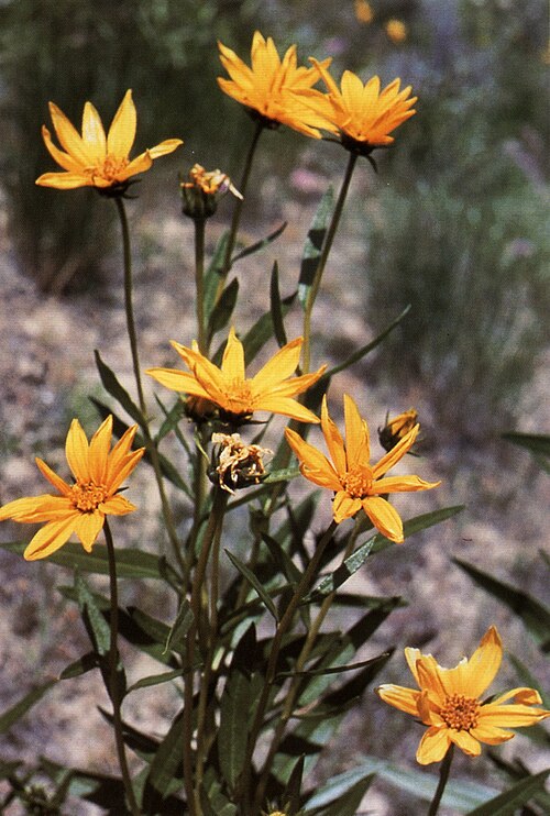 Helianthus nuttallii Seeds (Marsh Sunflower) - 40 Non-GMO Perennial Wildflower for Wet Gardens