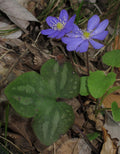 Hepatica Plants (Anemone hepatica) - 5 Bare-Root Woodland Wildflowers for Shade Gardens