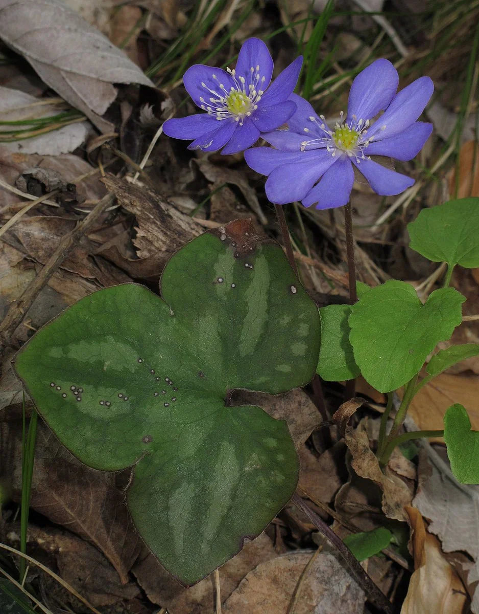 Hepatica Plants (Anemone hepatica) - 5 Bare-Root Woodland Wildflowers for Shade Gardens