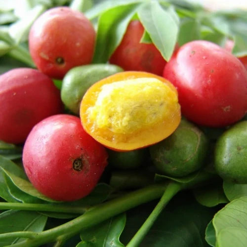 3 Fresh Hog Plum Cuttings (Spondias purpurea) Unrooted – Ciruela Spanish Plum