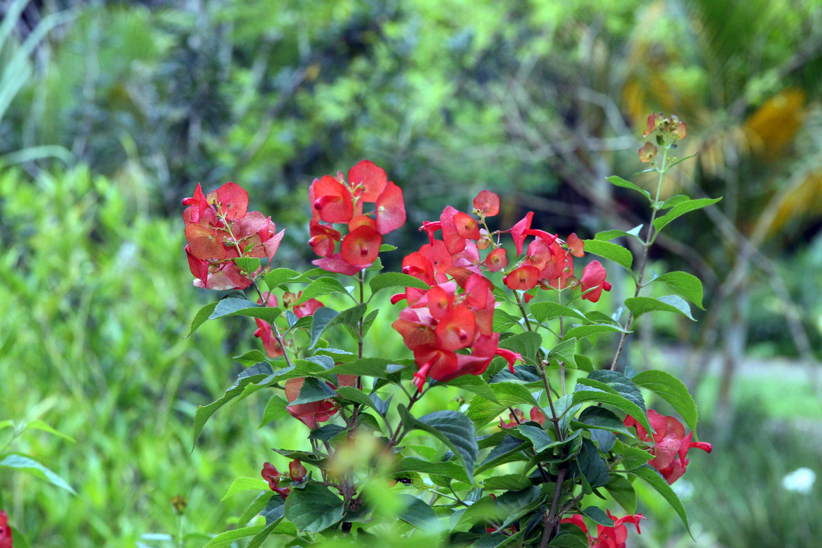 Red Mandarin Hat Live Starter Plant - Rare Ornamental Vine