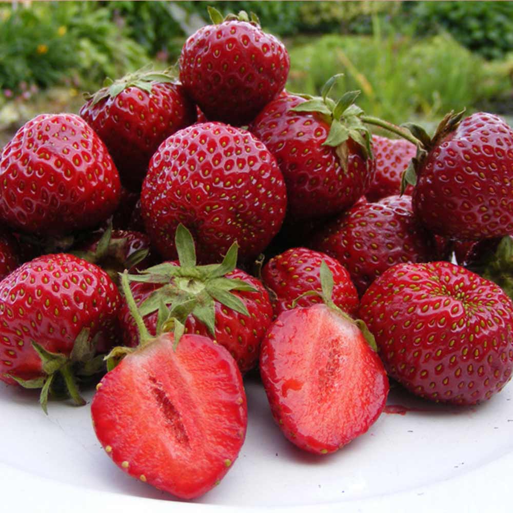 Honeoye Strawberry Plants (25 Bare Root) – June-Bearing, Cold-Hardy, Early Harvest