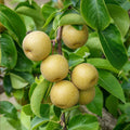 10 Asian Round Pear Tree Cuttings (Unrooted) - Pyrus pyrifolia Scion Wood for Rooting & Grafting
