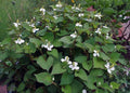 Chameleon Plant Houttuynia cordata (Fish Mint) - Lot of 10 Live Plants