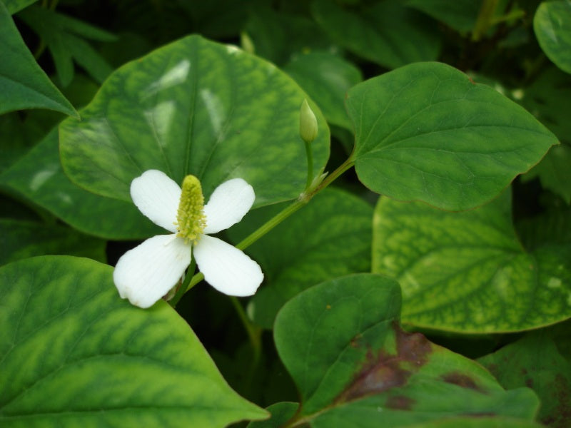 20 Bare Root Houttuynia cordata (Fish Mint) - Live Medicinal Herb for Pond, Garden, Culinary