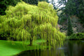 Weeping Willow Tree Cuttings (Salix babylonica) – 10 Fresh Unrooted Starts