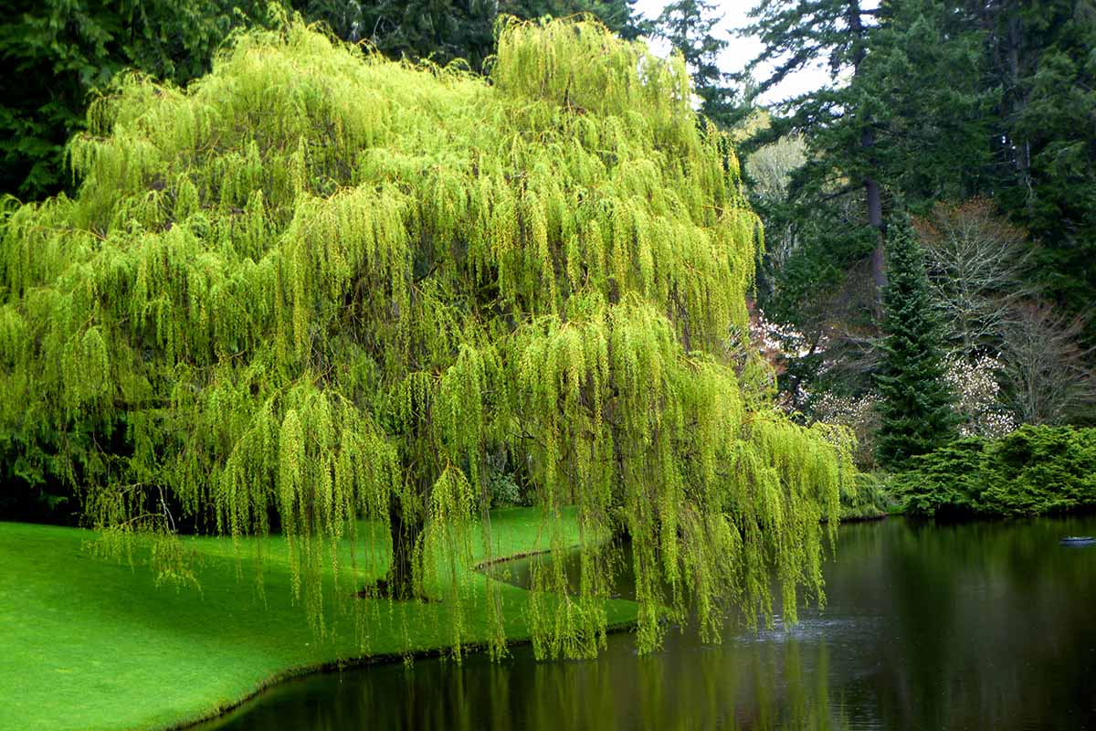 Weeping Willow Tree Cuttings (Salix babylonica) – 10 Fresh Unrooted Starts