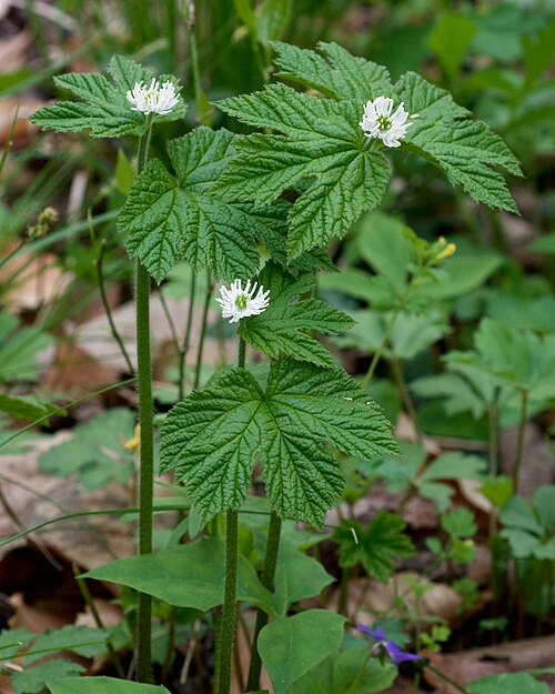 Goldenseal Roots (Hydrastis canadensis) – 5 Bare Dormant Roots for Shade Garden