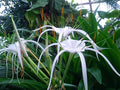 White Spider Lily Hymenocallis Bare Root Bulbs - 2 Bulbs, Peruvian Daffodil, Fragrant Summer Blooms