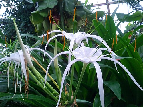 White Spider Lily Hymenocallis Bare Root Bulbs - 2 Bulbs, Peruvian Daffodil, Fragrant Summer Blooms