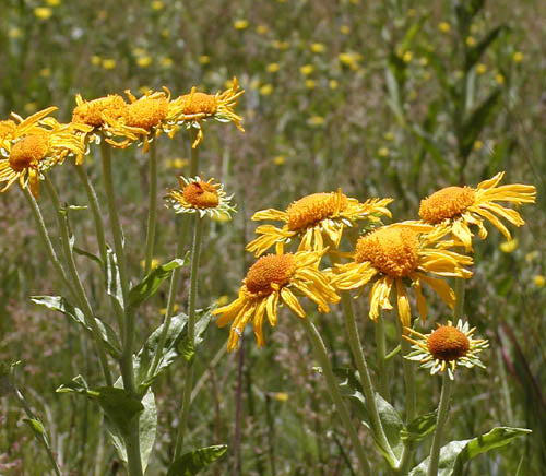 Hymenoxys hoopesii Seeds - Orange Mountain Daisy (40 Seeds) Non-GMO Pollinator Wildflower