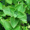 Mexican Mint Plants (Plectranthus amboinicus) – 2 Live Bareroot Cuban Oregano