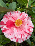 Tri Color Camellia japonica Starter Plant | Live Bareroot Shrub