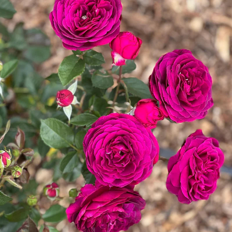 Celestial Night Rose Cuttings (3 unrooted) Rosa Celestial Night - Deep Purple for Rooting & Propagation