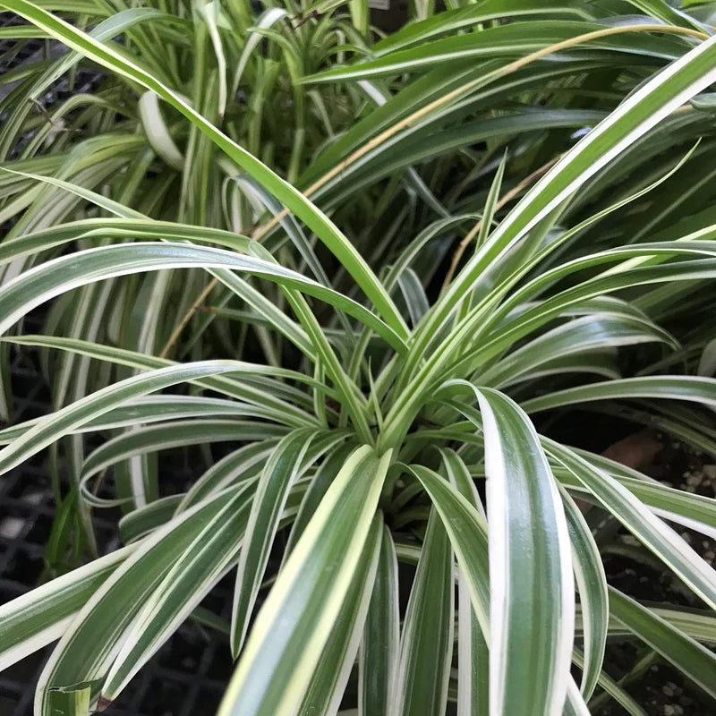 Reverse Variegated Spider Plant Cuttings (2) | Chlorophytum comosum Unrooted, Fresh for Water or Soil