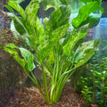 Live Marble Queen Sword Echinodorus cordifolius Var. Marble Queen Bareroot Live Aquatic Plant