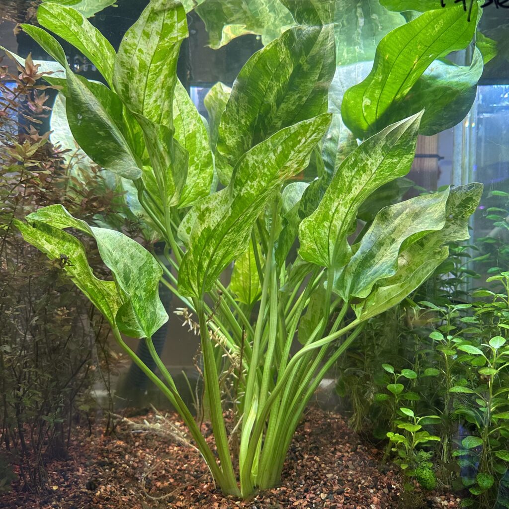 Live Marble Queen Sword Echinodorus cordifolius Var. Marble Queen Bareroot Live Aquatic Plant