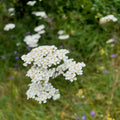 Achillea millefolium occidentalis Seeds (Western Yarrow) — 500 Non-GMO Perennial Wildflower Seeds