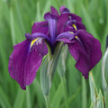 Japanese Iris Kaempferi Variegata - Bareroot, Marginal/Bog Plant for Ponds