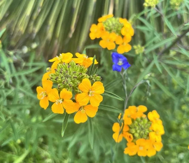 Erysimum capitatum Seeds (Western Wallflower) – 100 Non-GMO Perennial Wildflower for Pollinator Gardens