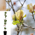 Sunsation Magnolia (Magnolia ‘Sunsation’) Live Tree – 3–4 ft, Rooted in Nursery Pot