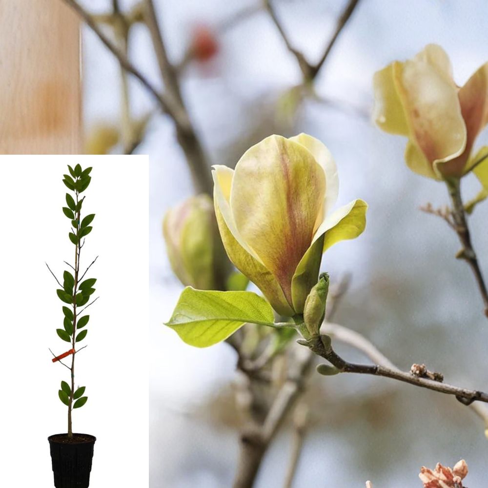Sunsation Magnolia (Magnolia ‘Sunsation’) Live Tree – 3–4 ft, Rooted in Nursery Pot