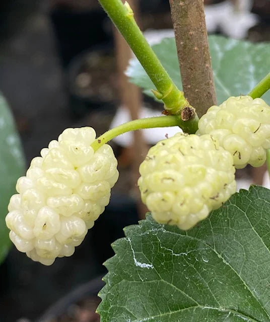 White Mulberry Trees (Morus alba) Bareroot - 2 Live 1–2ft