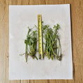 Jerusalem Artichoke (Helianthus tuberosus) Bare Root Tubers - 20