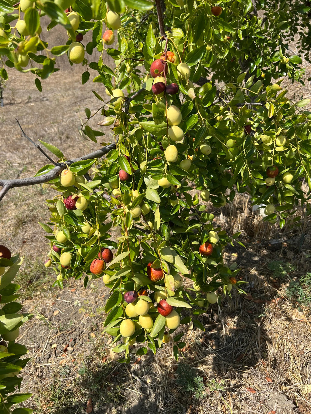 Jujube Tree Cuttings Unrooted (5 pcs) Ziziphus jujuba | Chinese Date - Bare Unrooted Cuttings