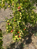 Jujube Tree Cuttings Unrooted (5 pcs) Ziziphus jujuba | Chinese Date - Bare Unrooted Cuttings