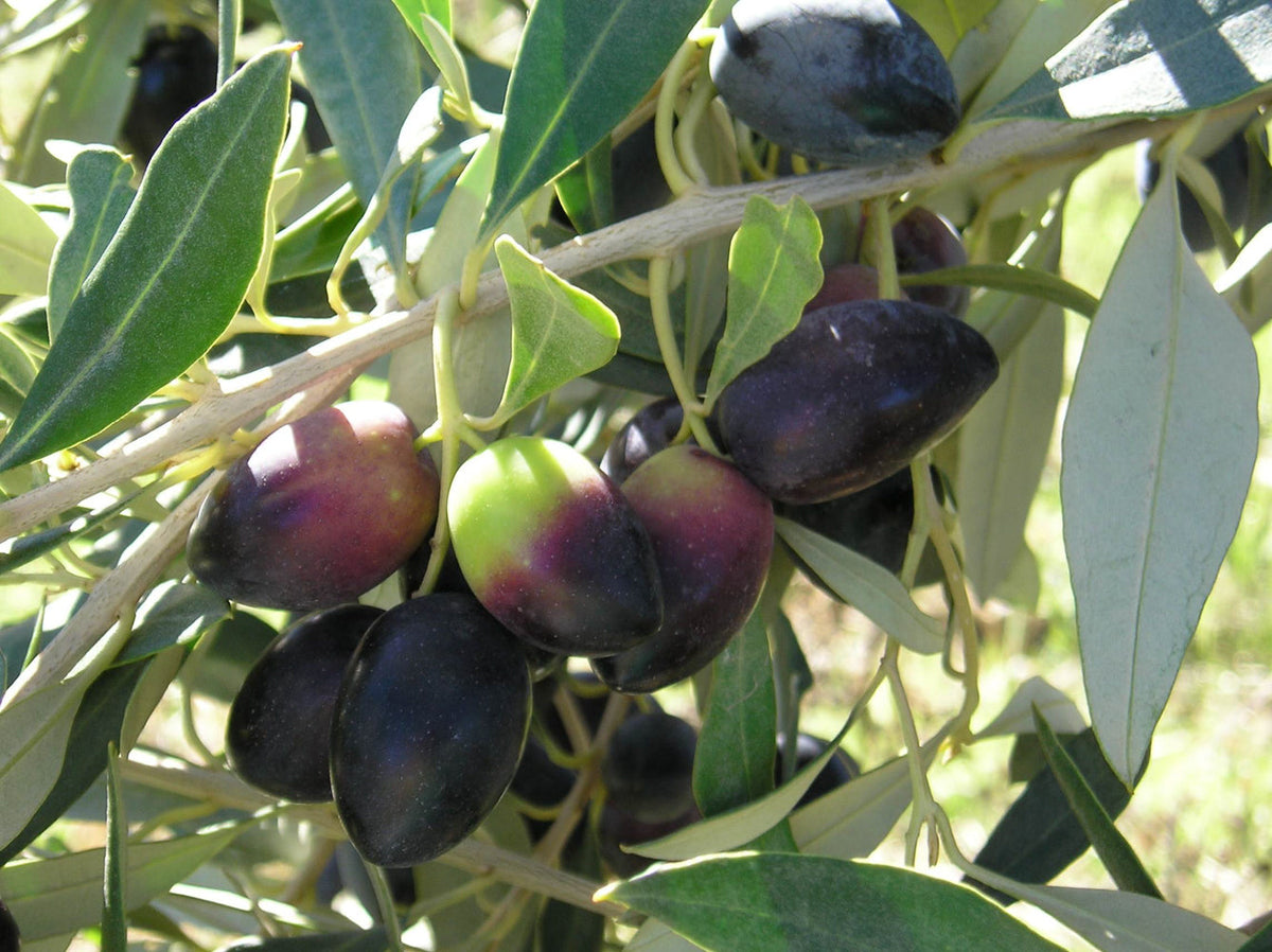 Kalamata Olive Tree Cutting (Olea europaea) - Unrooted 6–8" for Rooting/Grafting