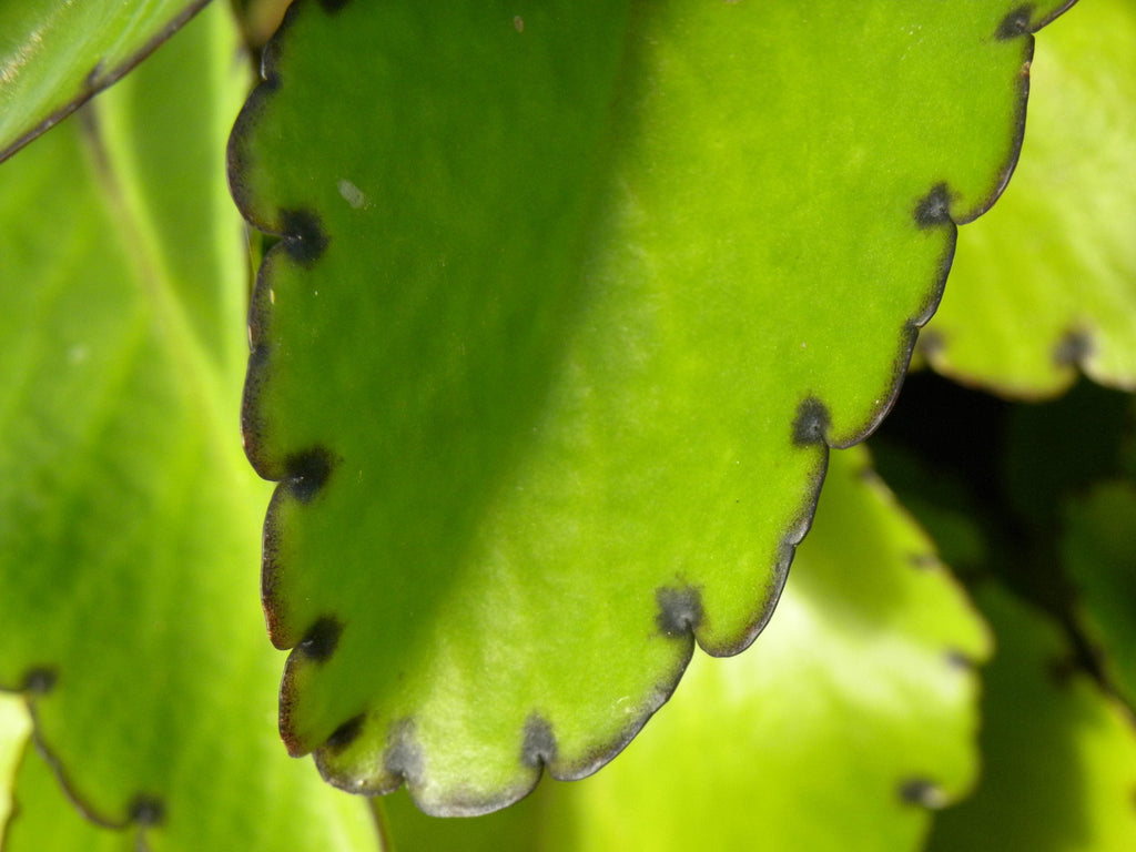 Kalanchoe pinnata Live Plant (Leaf of Life) 2" Starter – Organic, Self-Propagating Succulent